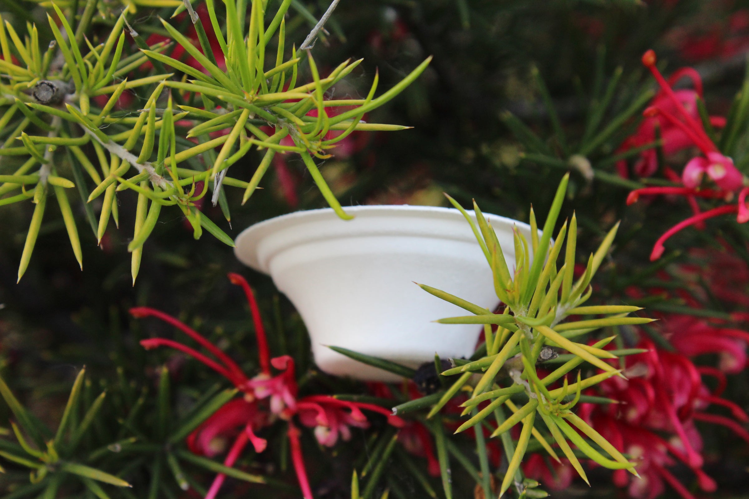 Capsula Nipple in fibra vegetale appoggiata tra i rami verdi e i fiori rossi di una grevillea