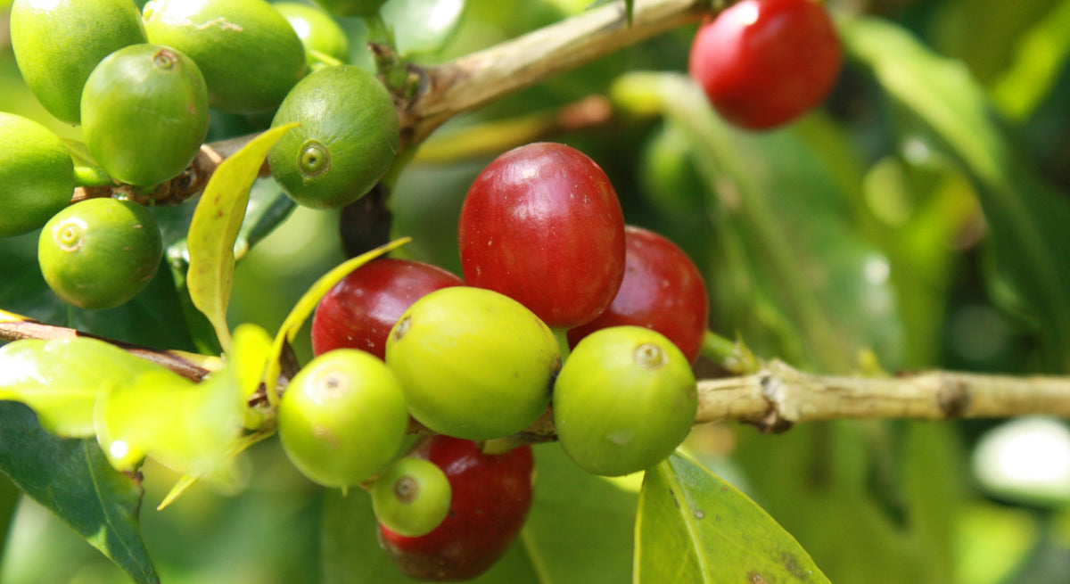 Ciliegie di caffè verdi e rosse sul ramo