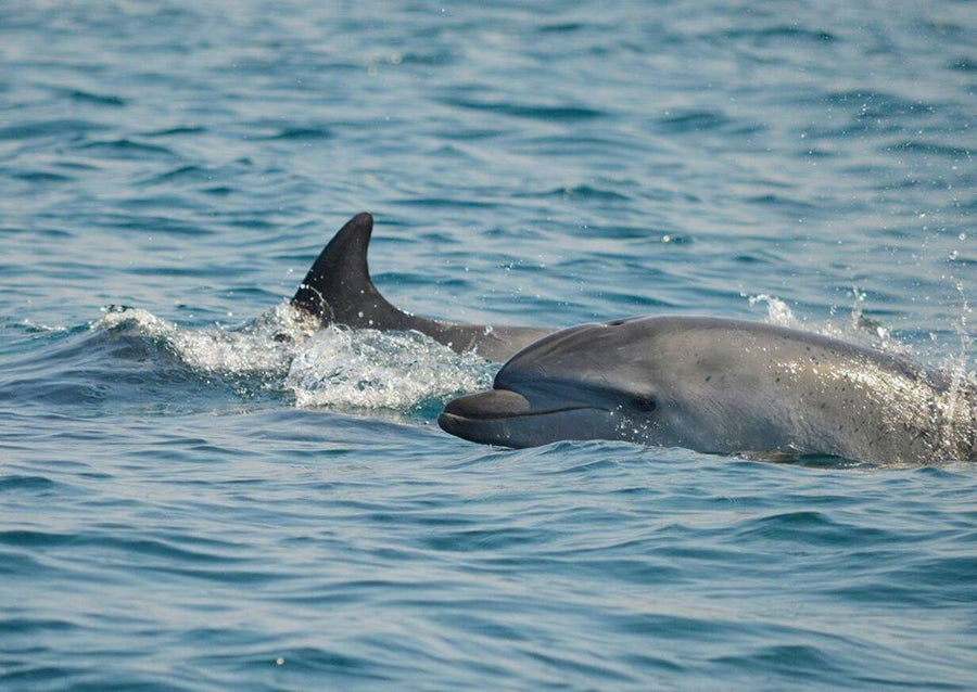 Fondazione Cetacea