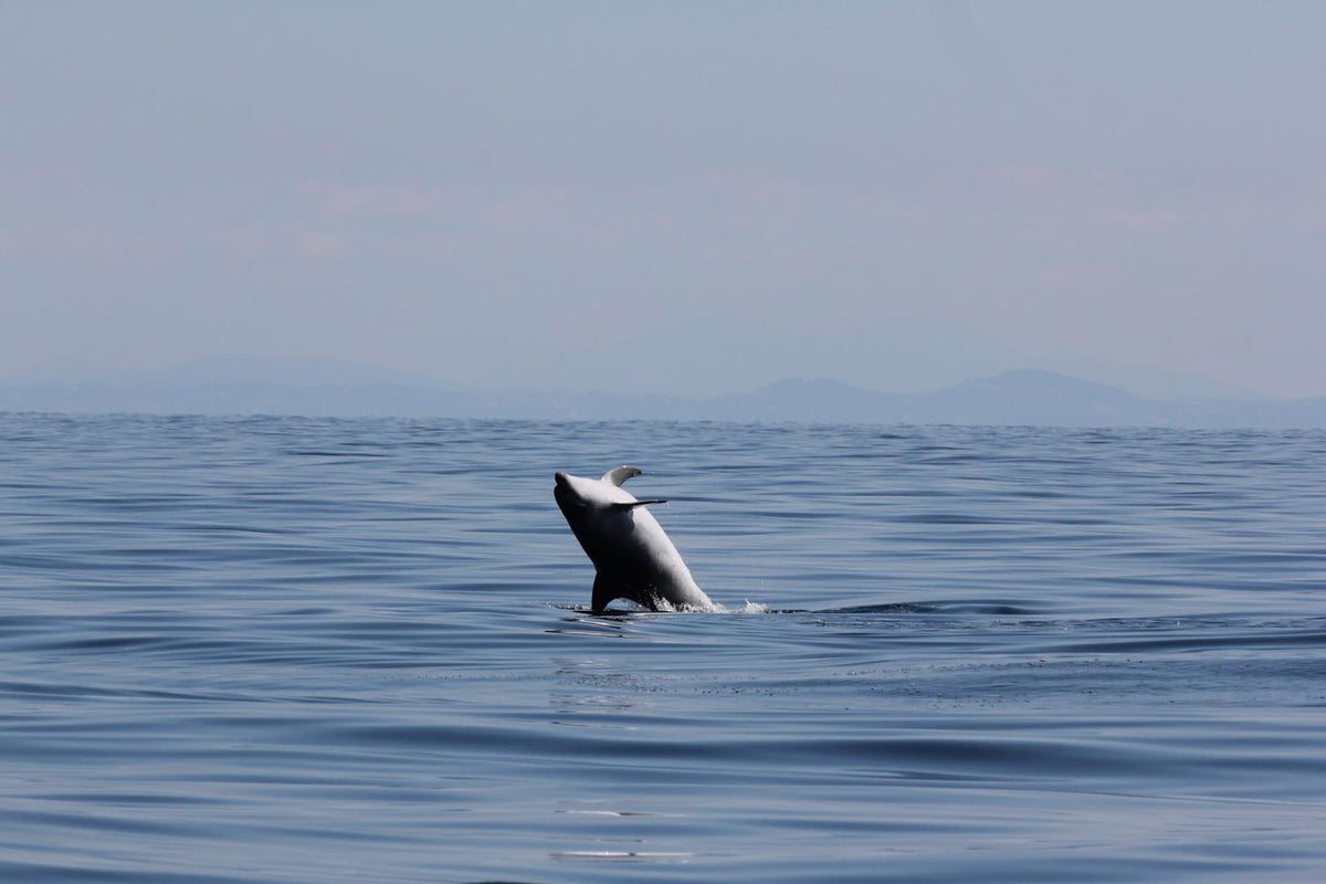 Fondazione Cetacea