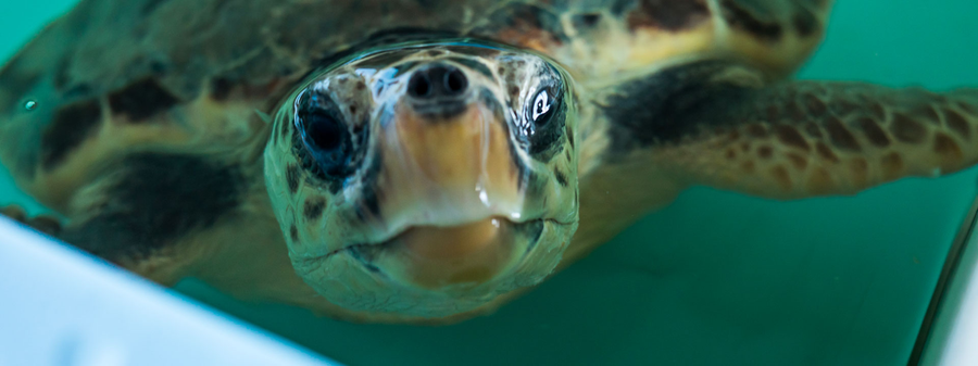 Tartaruga marina in riabilitazione alla Fondazione Cetacea