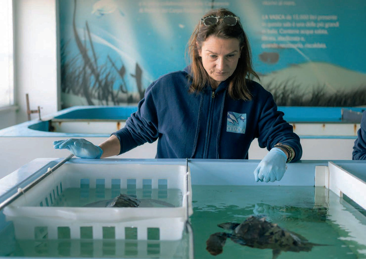 Fondazione Cetacea - tartarughe