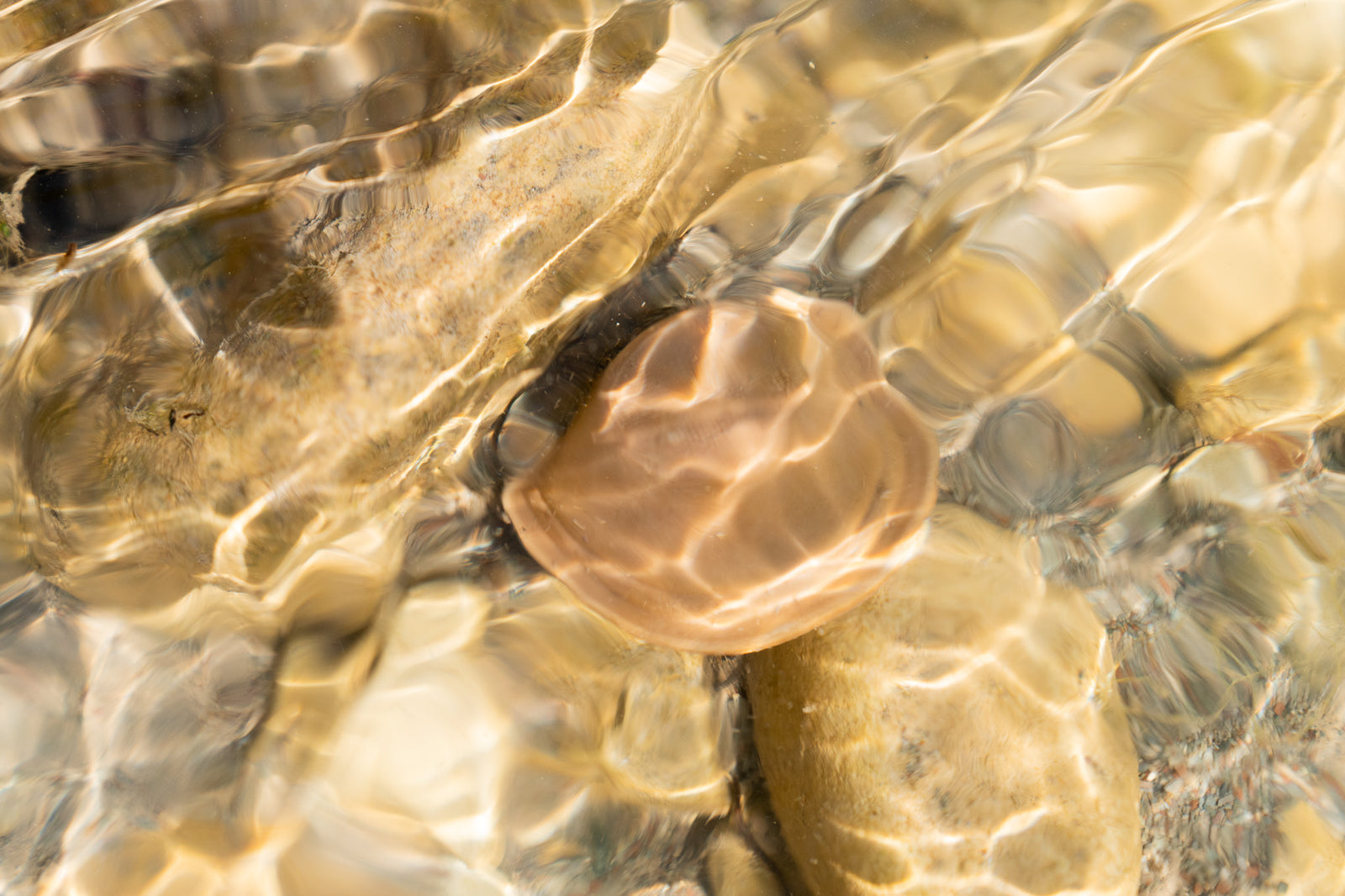Capsula Nipple in fibra vegetale immersa nell'acqua di un torrente, sui sassi del fondo