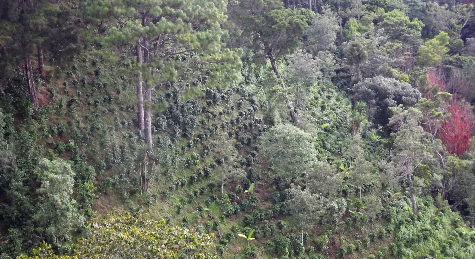 Piante di caffè su un versante collinare, coltivate all'ombra degli alberi